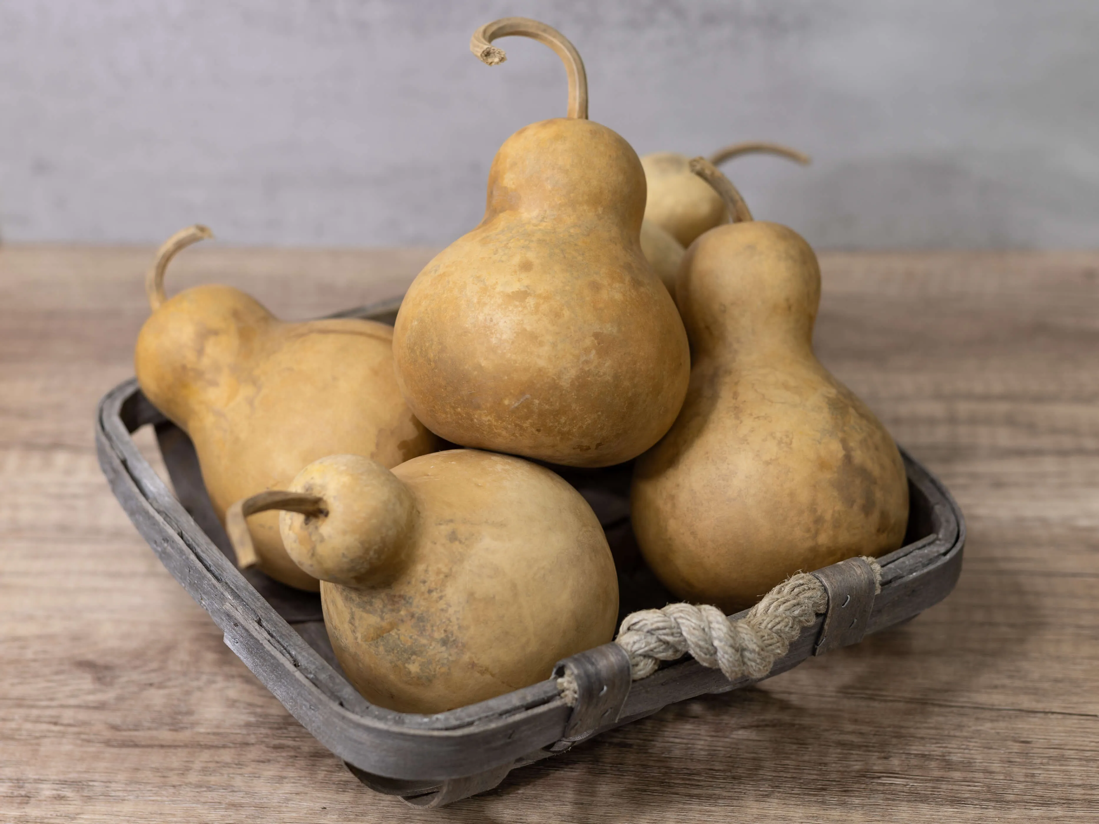 Dried 4 Inch Bottle Gourd