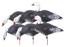 GHG Pro-Grade Full Body Blue Goose Harvester 6-Pack