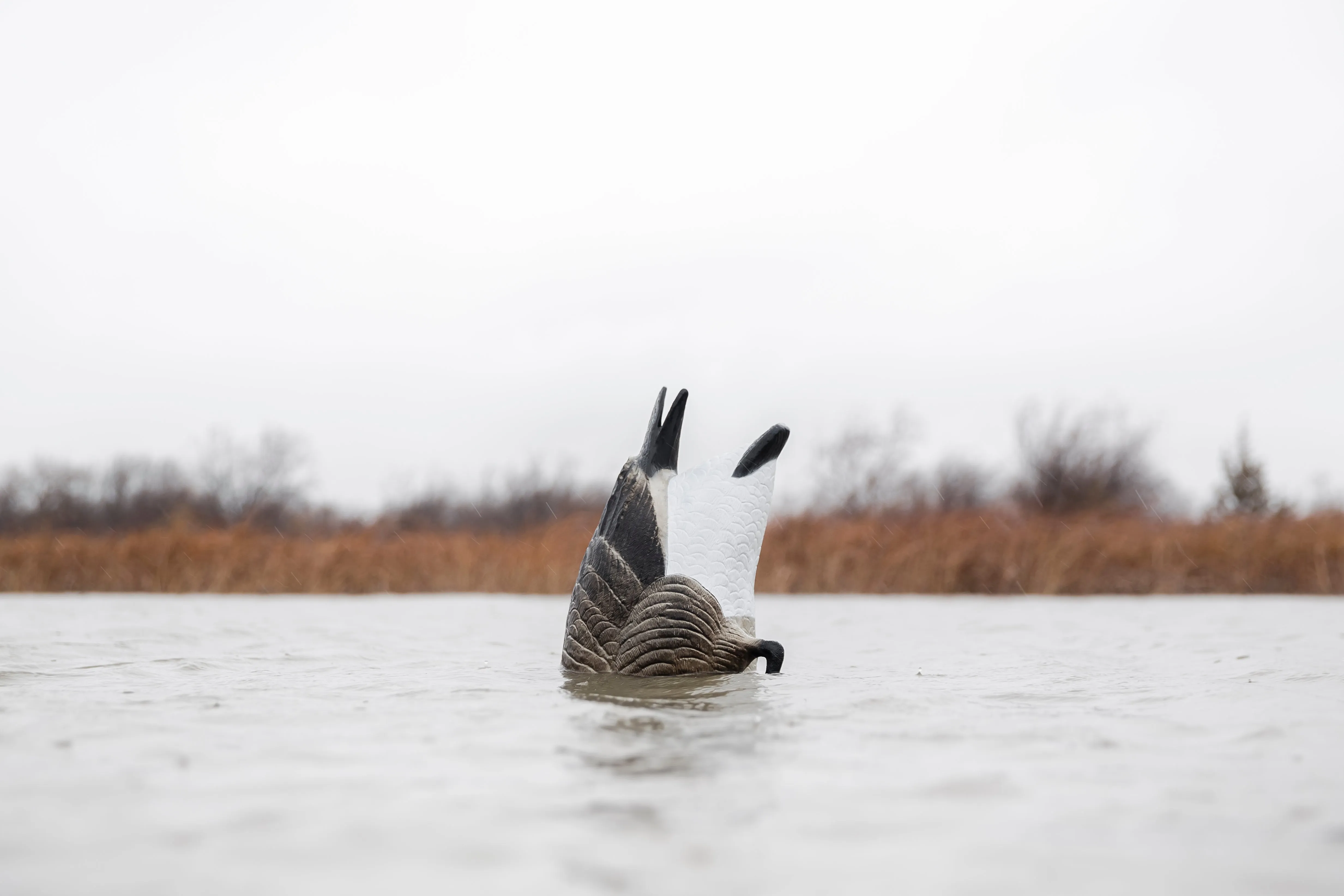 Pro Series Canada Goose Feeder