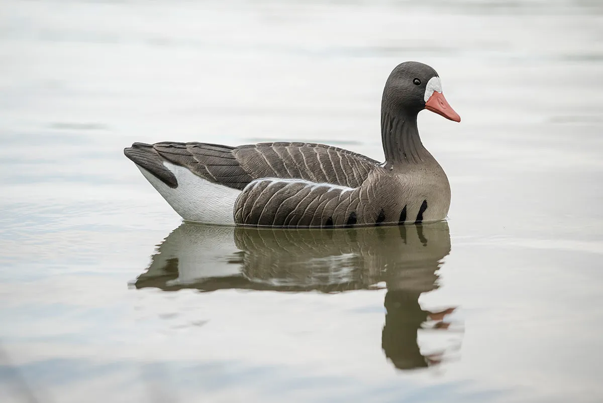 Specklebelly Goose Floater